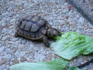 Eleven years during which our pet tortoise George-Alain grew from matchbox-sized to shoe-sized.